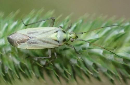 Stenotus binotatus